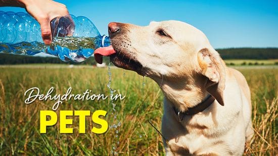 Dehydration in Pets